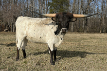KCCI Clarabelle