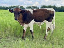 Twister x Blaze bull