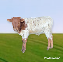 PEACHES BULL