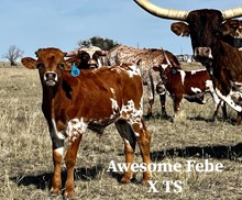 Awesome Febe X Top Shooter