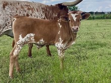 Texas Jim x Rainbow bull