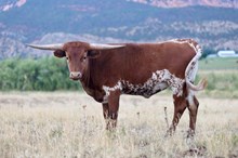 DSCC Cowgirls Jam