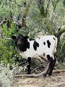 Bull calf 214
