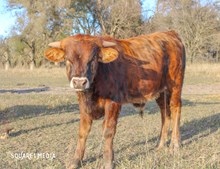 HJR Bull 54