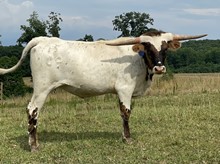 HS Ruby Tierra