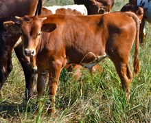 Casanova X Maxine bull