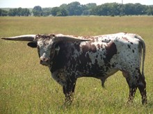 Bull 3/13