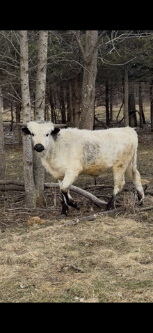 Shades of Lace Bull