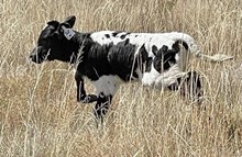 Rural Safari Son x Jest Caponata 2022 bull