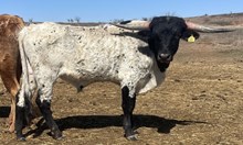 307/3 RIOS WILDFLOWER 071/8 X JT