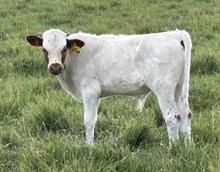 Fleet Lark 26 bull