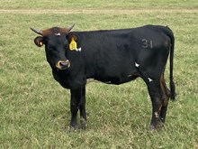 TIERRA QUEEN SJ