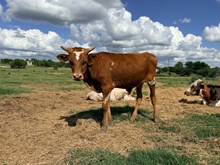 Kamo's Bull