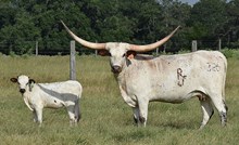 RJF CHA-CHING GAL 326