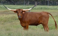 RJF PHENOMENAL ROSE  336