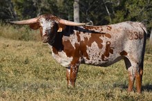 RJF SHEZA TOP GAL 338