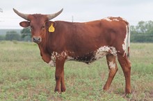 MML CABERNET LADY