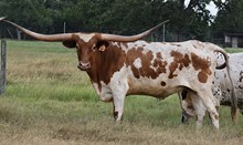 RJF GRACIOUS 348
