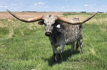 COWBOY ROUGHNECK