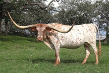 CARMON ALICIA BR3
