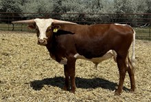 Dust Storm 25 bull