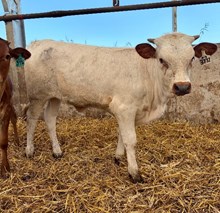7D MINNIE OREO X REBEL HR TAG 3772H