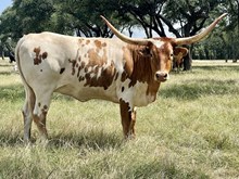 SR Waylon's Talisman 377