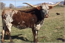 FEY'S GLORIA MAX