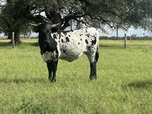 TEX Glitzy Girl