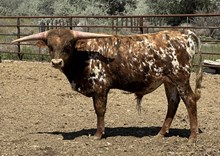 Tuff N Whirl 25 bull