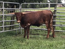 DIXIE SILENT BID
