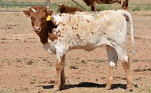 TS Jammin Jersey Girl