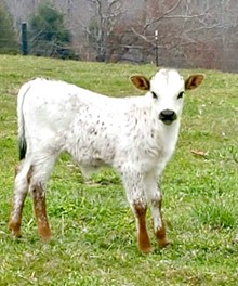 Bull calf