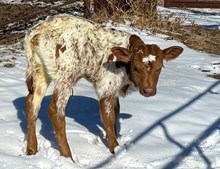 Clincher x Kookateus Shadow Heifer