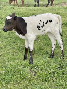Twister x Diva bull
