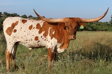 3C 99 Howdy's