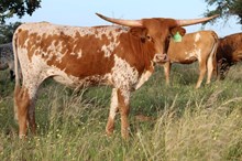 3C Special Cowgirl