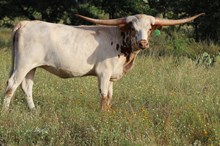 3C Texas Pearl