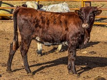 BSL Graced Saddle heifer