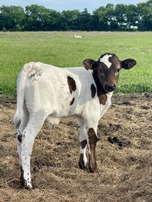 Twister x Priorities bull