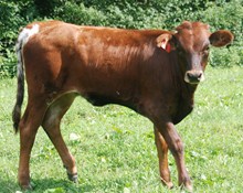 SUPER ROSE HEIFER