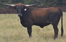 CV Hercules x RJF Jubilation 054 Tag 404