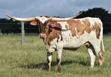 RJF SOUTHERN CHARISMA 404