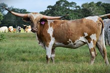 RJF GRAND INTENTIONS 408