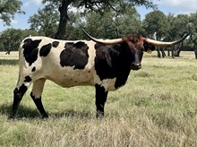 SR Waylon's Vision 413