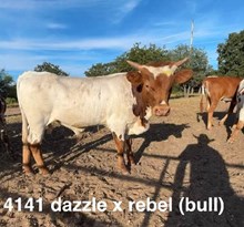 BL DAZZLE X REBEL  - TAG 4141