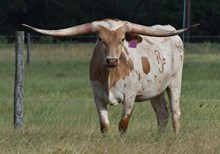 RJF JUNGLE JAIN 418