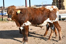 DB Canelo