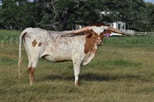 RJF SOUTHERN ROCK 428
