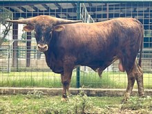 SR Copper Clout (SR 429)